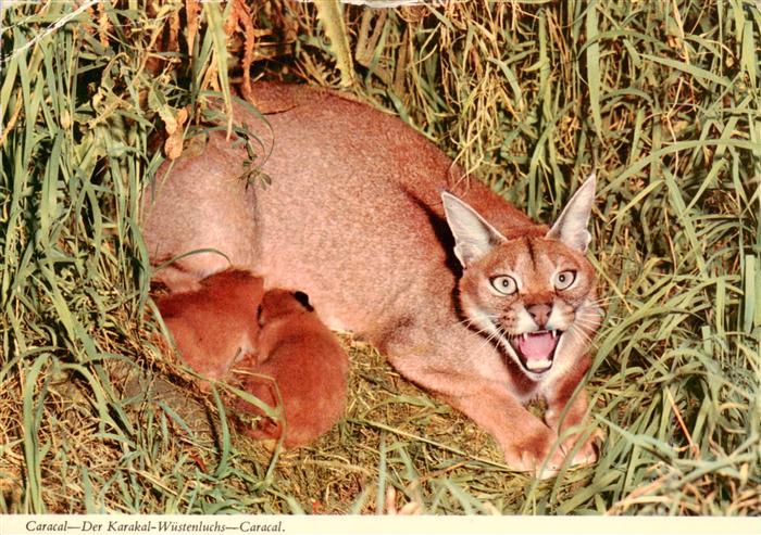 Luchs Lynx Lince-- Caracal Karakal Wuesten
