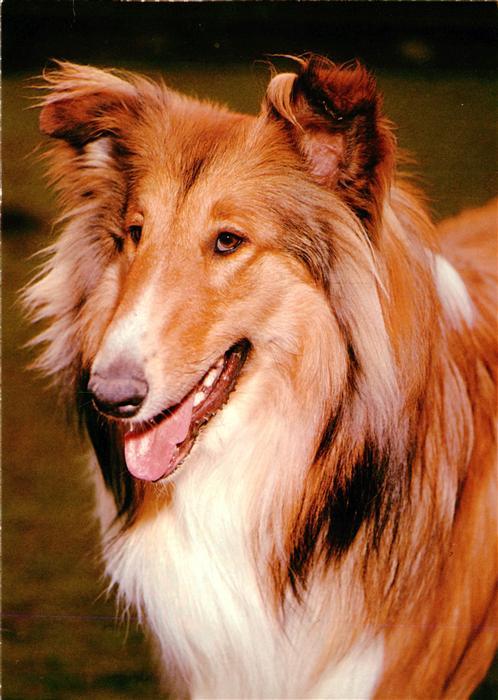 Hunde dogs chiens-- Collie Schottischer Schaeferhund