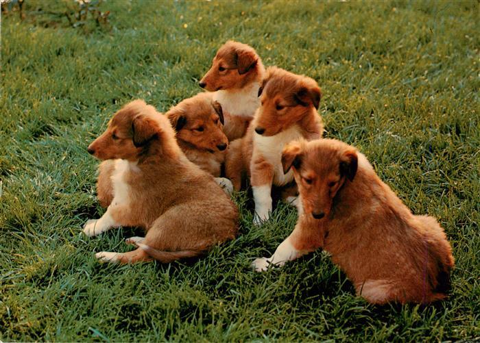 Hunde dogs chiens-- Welpen