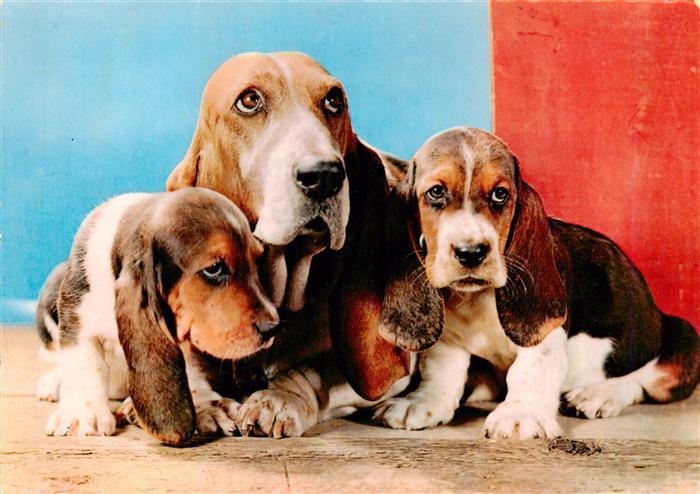 Dackel Dachshund Teckel Hunde dogs Chiens Cani