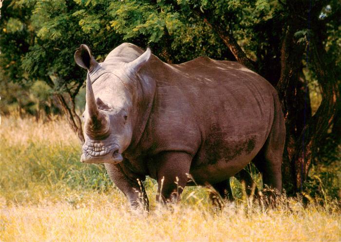 Nashorn Wietrenashorn Suider Afrika