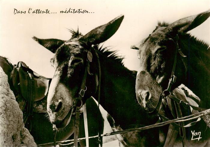 Esel Tiere Anes des Pyrenees