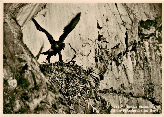 Adler Eagle Aigle Aguila-- Junger Steinadler Fluegelprobe Horst