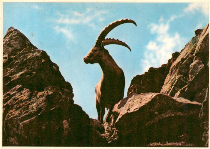 Steinbock Capricorn Capricorne Capricornio-- Davos