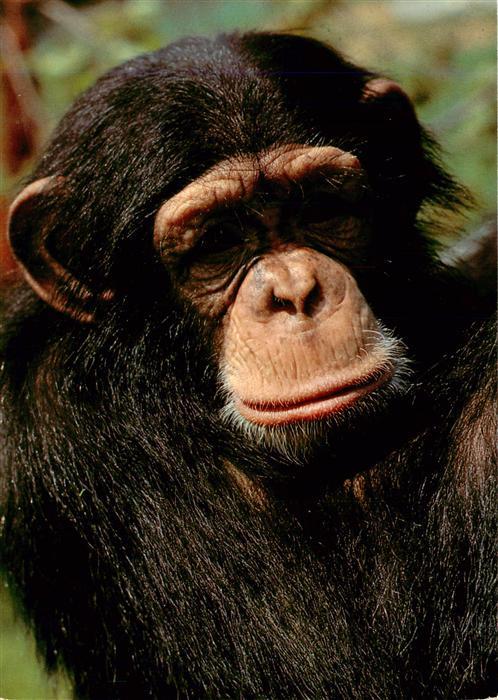 Zoo Gardin Zoologique-- Zuerich Junger Schimpanse