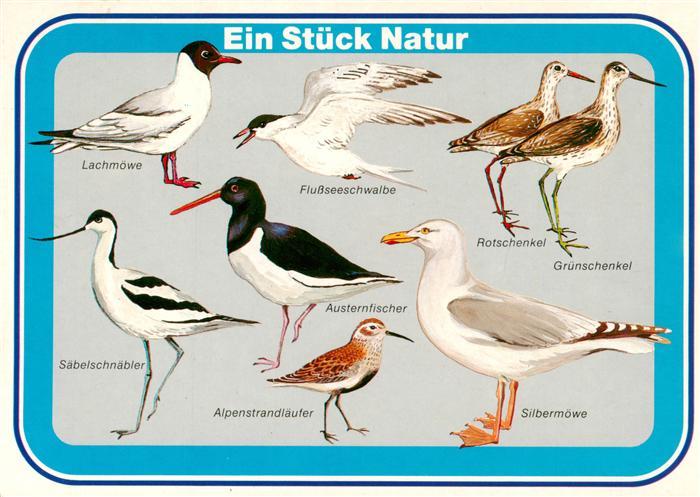 Voegel Birds Oiseaux Lachmoewe Flussseeschwalbe Rotschenkel Silbermoewe Austernf