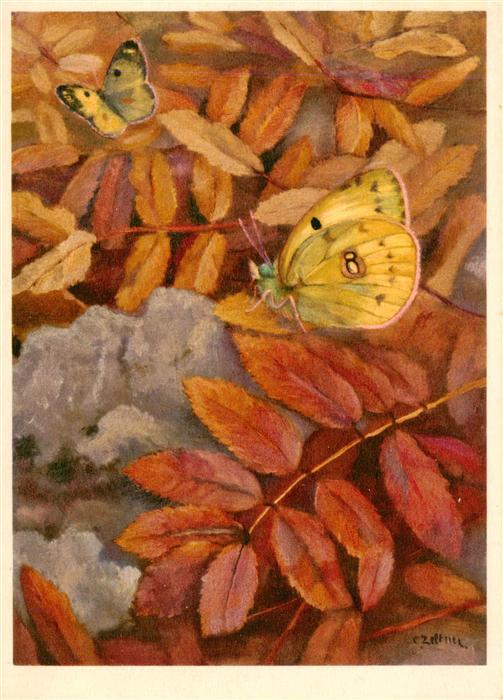 Zeltner C. Pieridae Posthoernchen