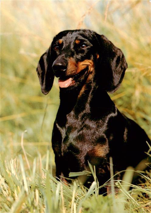 Dackel Dachshund Teckel Hunde dogs Chiens Cani