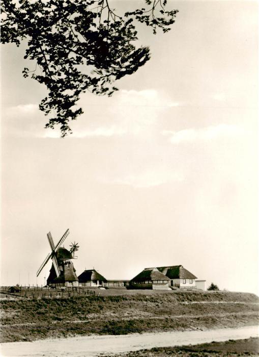 Dorf Mecklenburg Hollaenderwindmuehle Windmuehle Reetdach Bauernhof Felder Baum