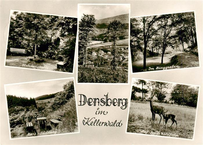Densberg Jesberg Hessen Kellerwald Helenequelle Burggraben Burg-Suedhang Rehe Wi