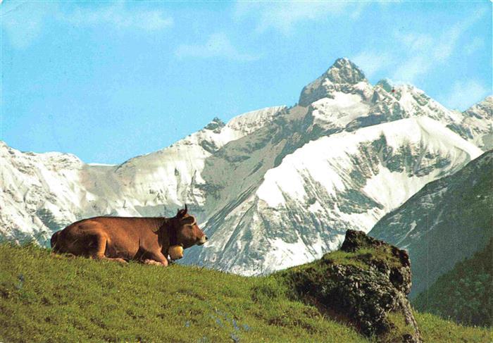 Trettachspitze 2595m Oberstdorf Kuh Weide Trettachspitze Alpen Schnee Almwiese B