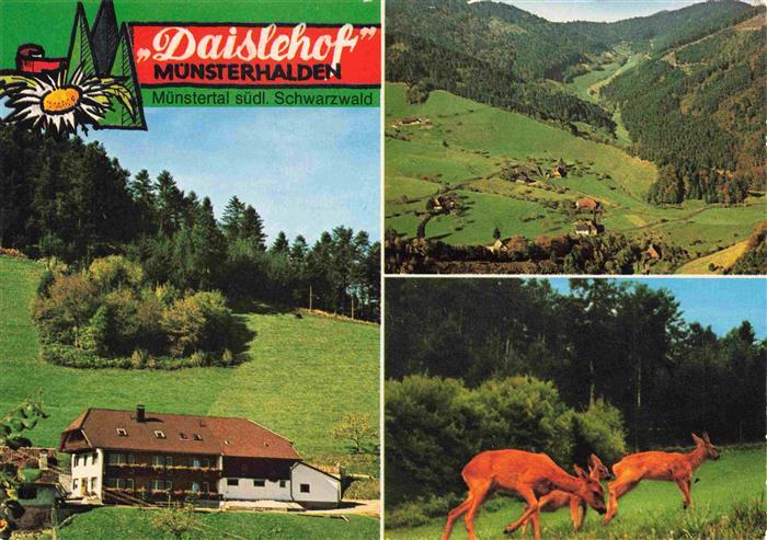 Muensterhalden Daislehof Schwarzwald Tal Wald Rehe Gasthof Wiesen